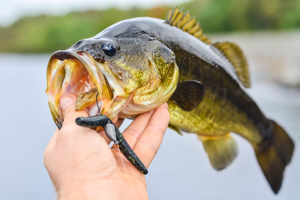 A bass caught with a plastic worm