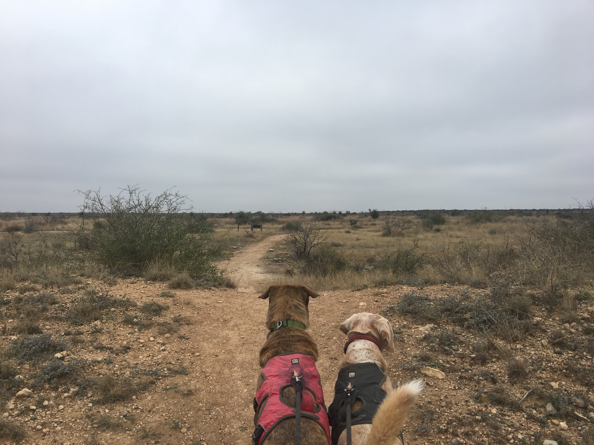 Seminole Canyon State Park with dogs