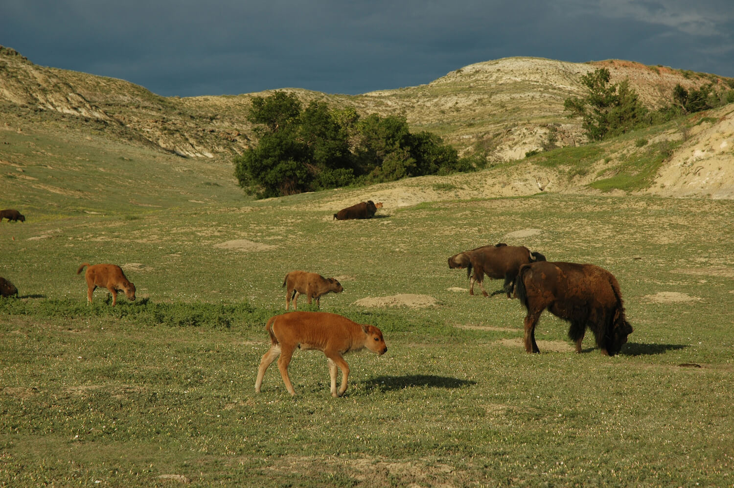 spring-guide-to-rving-theodore-roosevelt-national-park-12-2022 